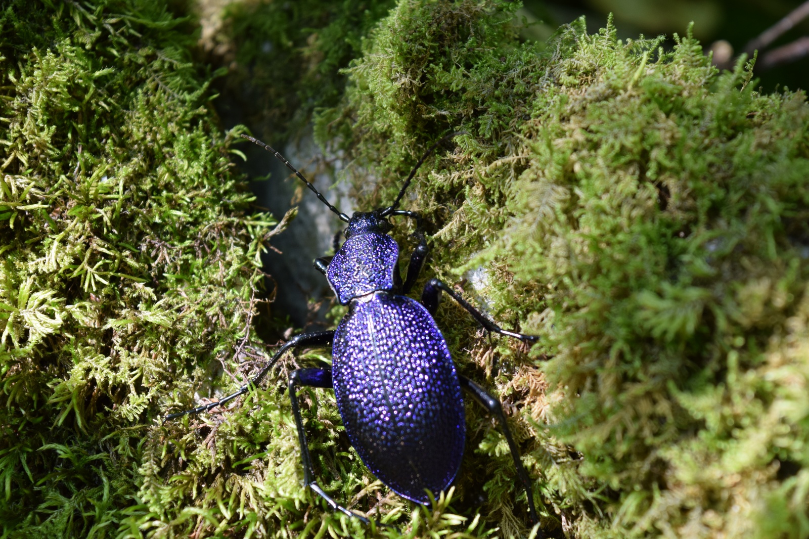Mavi Yer Böceği - Carabus intricatus